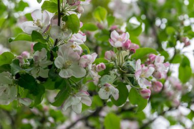 Bahçede elma ağacı açıyor. açık gün