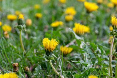 bahar alanında sarı karahindiba bir sürü