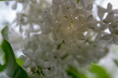 Şehir parkında çiçek açan leylak çalısı. Beyaz syringa.