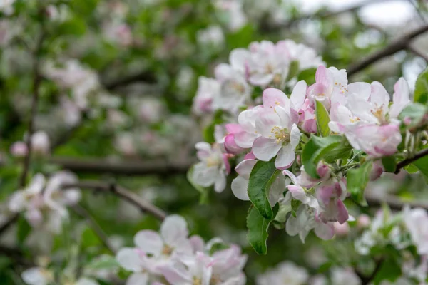 Bahçede elma ağacı açıyor. açık gün