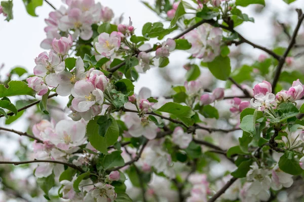 Bahçede elma ağacı açıyor. açık gün