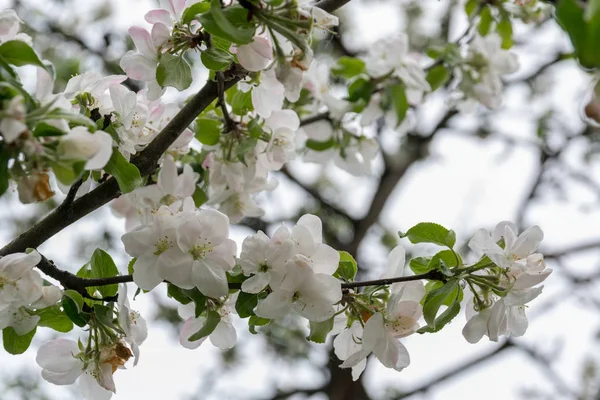 Bahçede elma ağacı açıyor. açık gün