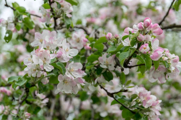 Bahçede elma ağacı açıyor. açık gün