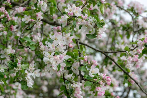 Bahçede elma ağacı açıyor. açık gün