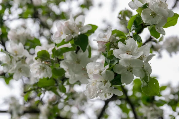 Bahçede elma ağacı açıyor. açık gün