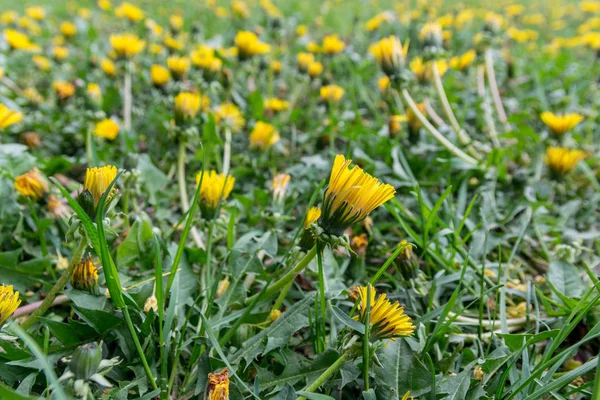 bahar alanında sarı karahindiba bir sürü