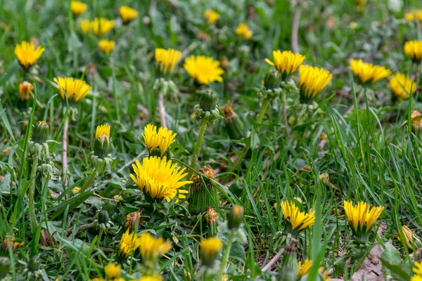 bahar alanında sarı karahindiba bir sürü