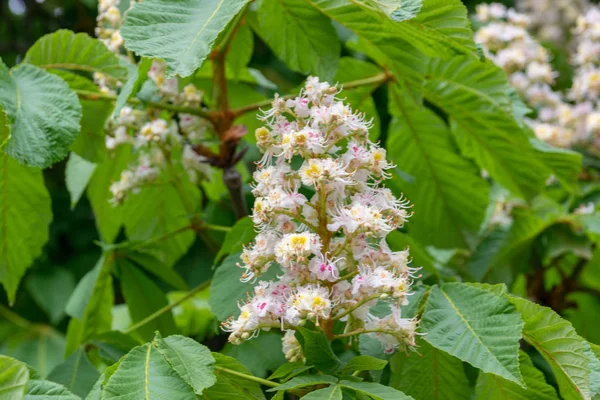 Châtaignier en fleurs dans le jardin par temps clair — Photo