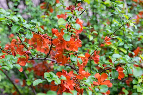 açık bir günde bahçede çiçekli Japon ayva ağacı