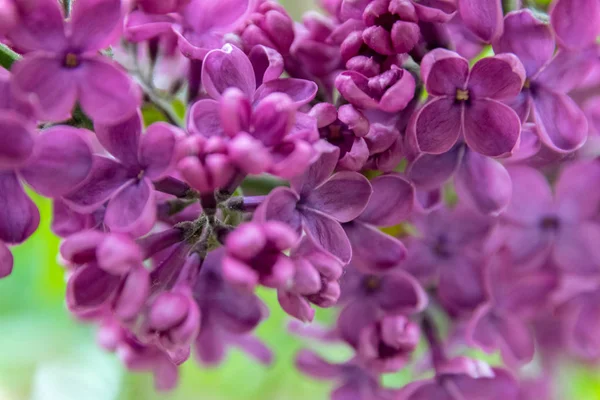 Şehir parkında çiçek açan leylak çalısı. Koyu mor syringa.