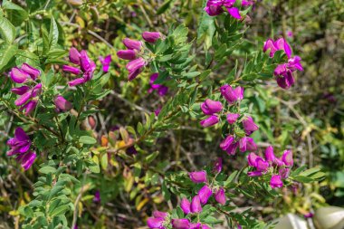 güneşli bir günde güzel çiçek açan menekşe kır çiçekleri 