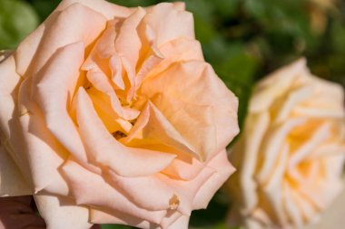 güneşli bir günde güzel açan pembe gül