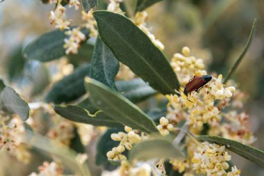 berrak bir günde ligustrum çiçek üzerinde böcek çifti