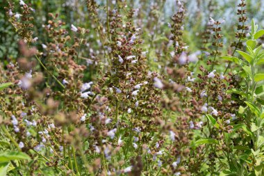 güneşli bir günde güzel çiçek açan kır çiçekleri