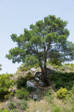 Dağ yamacında Büyük Yalnız ağaç