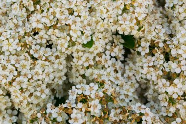 güneşli bir günde güzel çiçeklenme gypsophila milyon yıldız