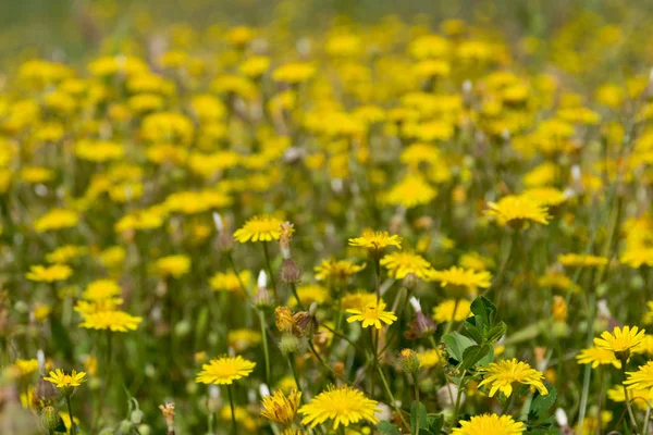 Veel gele paardebloemen in de lente veld — Stockfoto