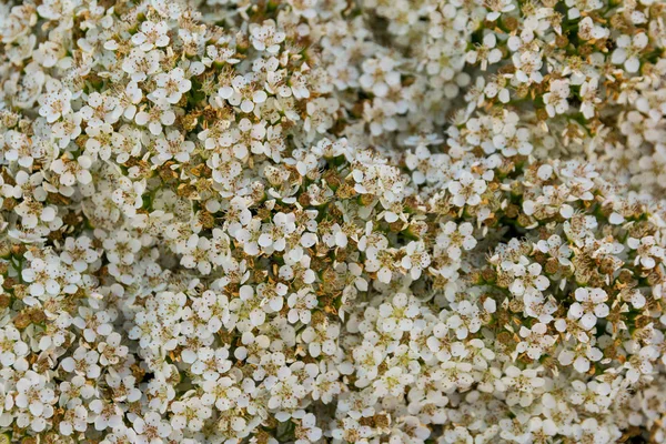Bella fioritura gypsophila milioni di stelle in una giornata di sole — Foto Stock