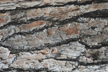 Palmiye kabuğu veya çınar ağacının yakın çekim. Soyutlama.