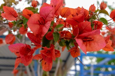 ilkbaharda açan kırmızı ayva