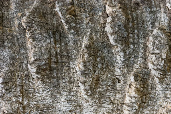 Текстурированная кора пальмы — стоковое фото