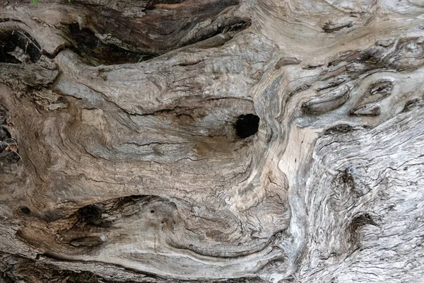 Interesting Hollow Deciduous Tree Abstraction — Stock Photo, Image