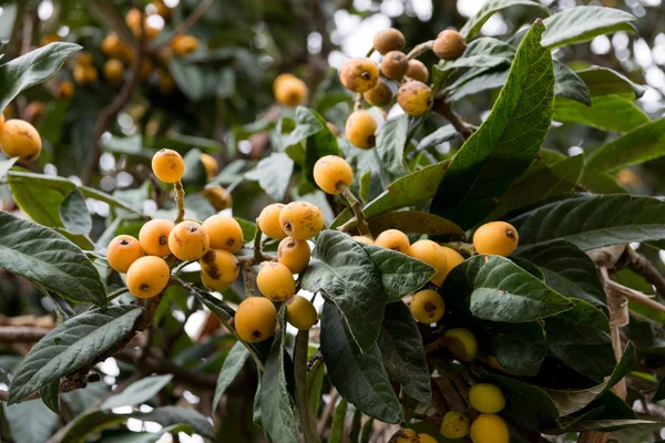 Medlar, loquat, Eriobotrya fonica tree with fruits — стоковое фото