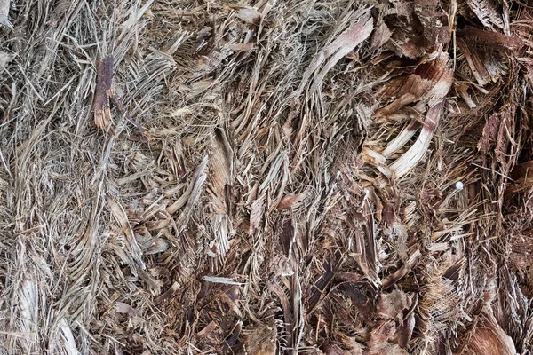 Textured palm tree bark pattern — Stock Photo, Image