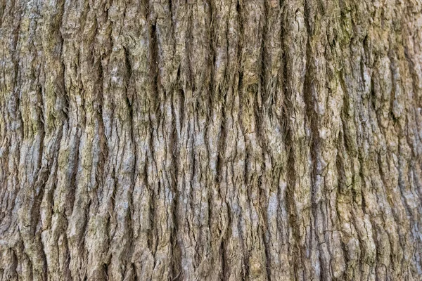 Closeup de casca de palmeira ou árvore plana. Abstrato . — Fotografia de Stock