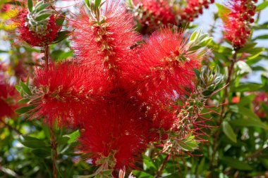 Baharda çiçek açan kırmızı callistemon.