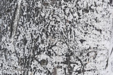 yaprak döken bir ağacın dokulu çatlak kabuğu