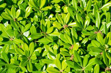 çiçek yeşil çalı pittosporum tobira nana