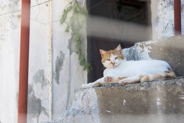 Bílá kočka s červenou hlavou leží na kamenných schodech — Stock fotografie