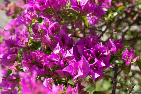 Blommande buske lila bougainvillea på våren — Stockfoto