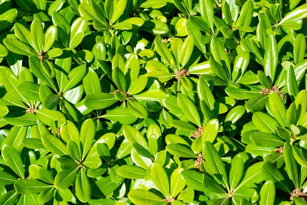 çiçek yeşil çalı pittosporum tobira nana