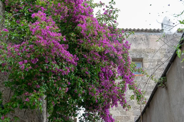 Un grand buisson à fleurs bougainvilliers glabre sur une petite rue — Photo