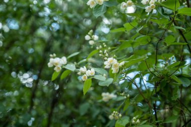 Baharda şehir parkında çiçek kuş kiraz Bush