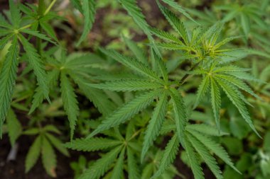 genç kenevir çalılar, kenevir çalılar