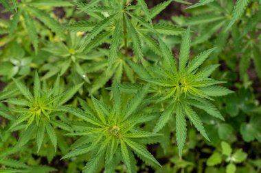 genç kenevir çalılar, kenevir çalılar