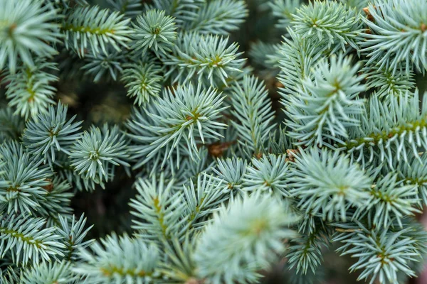 Fiatal kék lucfenyő, gyönyörű fenyő — Stock Fotó