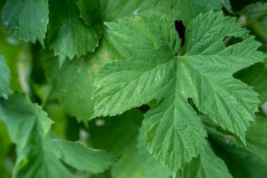 Yeşil Hop çalı yaprağı, Humulus lupulus