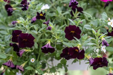 Çiçek açan siyah petunya, Calibrachoa - Can Siyah Kiraz