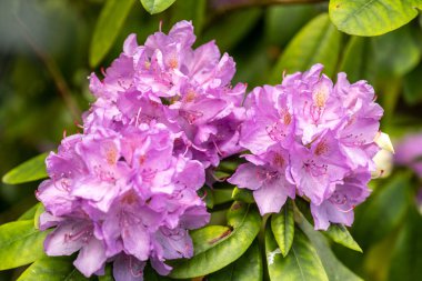 çiçekli bir çalı güzel çiçek - rhododendron hibrid catau