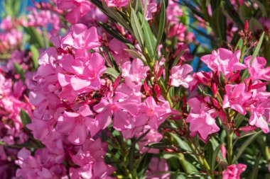 Şeftali çiçek açması ağaç bahar.