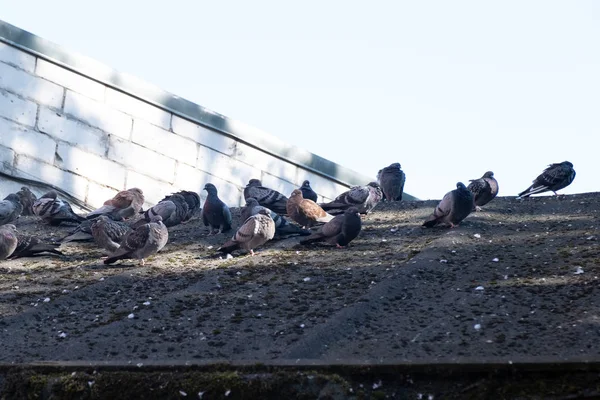 A flock of pigeons sitting on the roof of a building — Stock Photo, Image