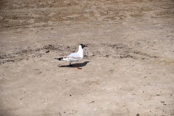वाळूच्या समुद्रकिनार्यावर पांढरा सीगोल. पक्षी वाळूमध्ये चालतो — स्टॉक फोटो, इमेज
