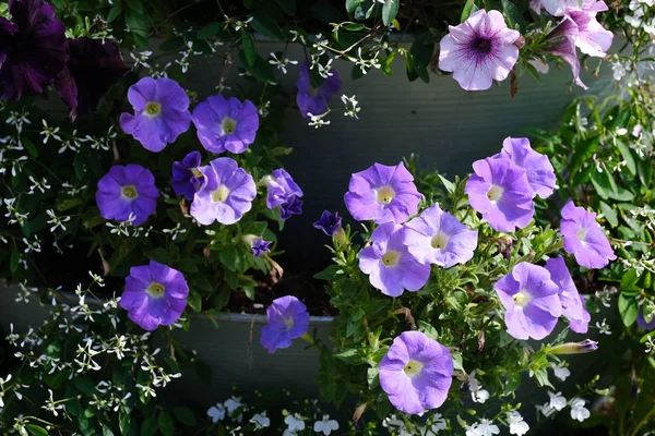 Blühender Busch Petunia surfiniya himmelblau. Blumen Textur closeu — Stockfoto