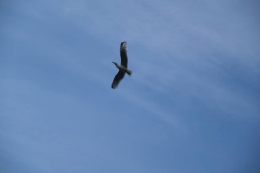 mavi gökyüzünde güzel dalış martı