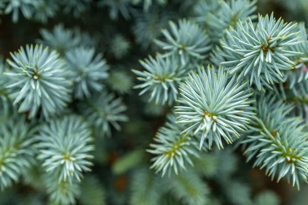 Picea azul joven, abeto hermoso —  Fotos de Stock