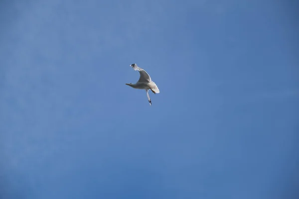 Mavi gökyüzünde Bir Martı Gracefully Dalış — Stok fotoğraf